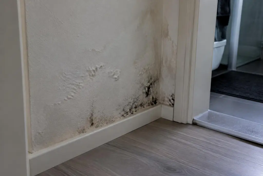 Lekdetectie Barendrecht – vochtplek met schimmel op een muur